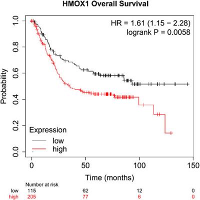 Identification and verification of ferroptosis-related genes in gastric intestinal metaplasia